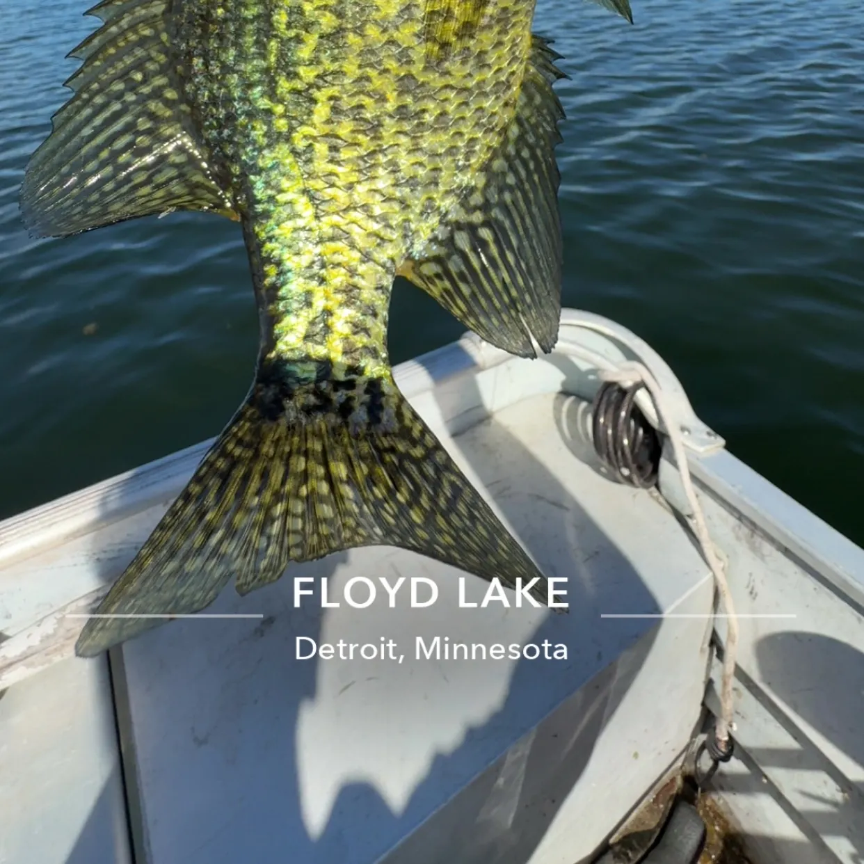 The most recent Black crappie catches on Fishbrain