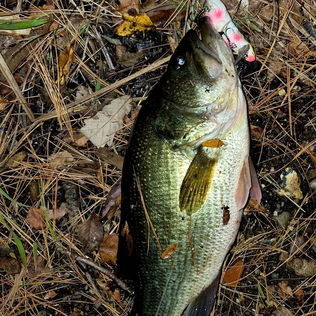Largemouth bass caught on Fishbrain