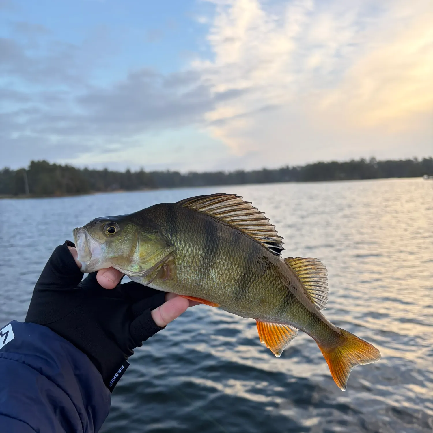 European perch caught on Fishbrain