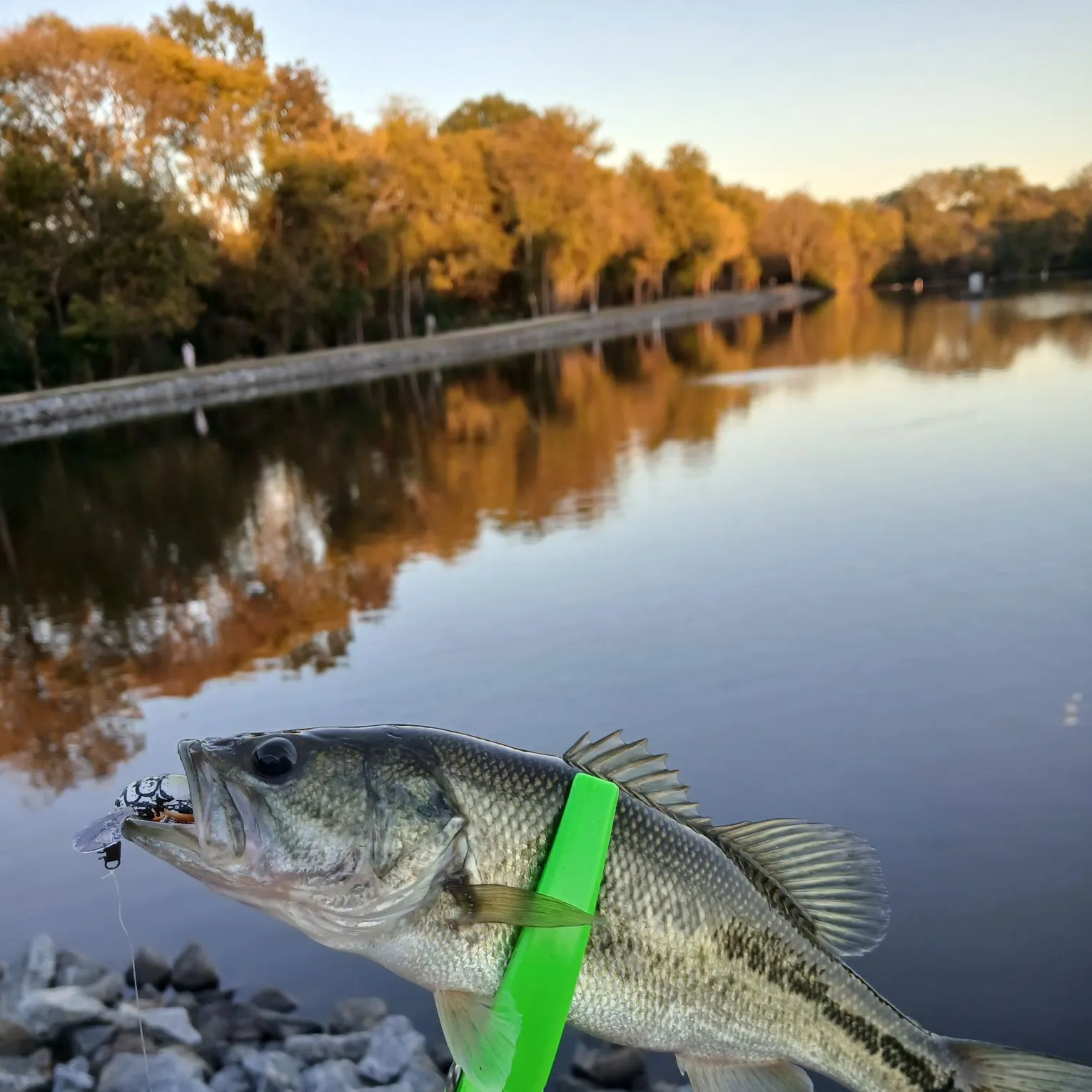 Largemouth bass caught on Fishbrain