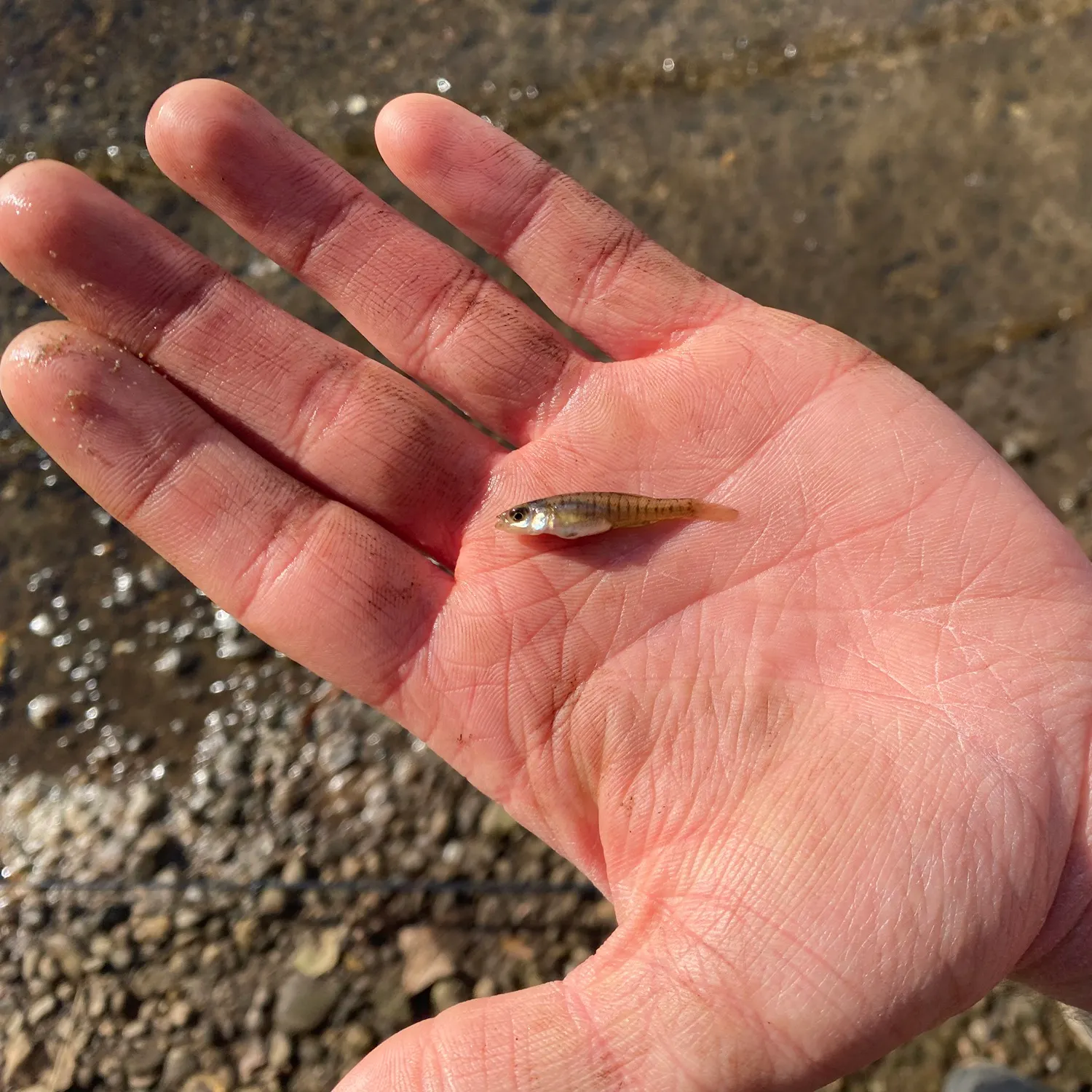 The most recent Banded killifish catches on Fishbrain