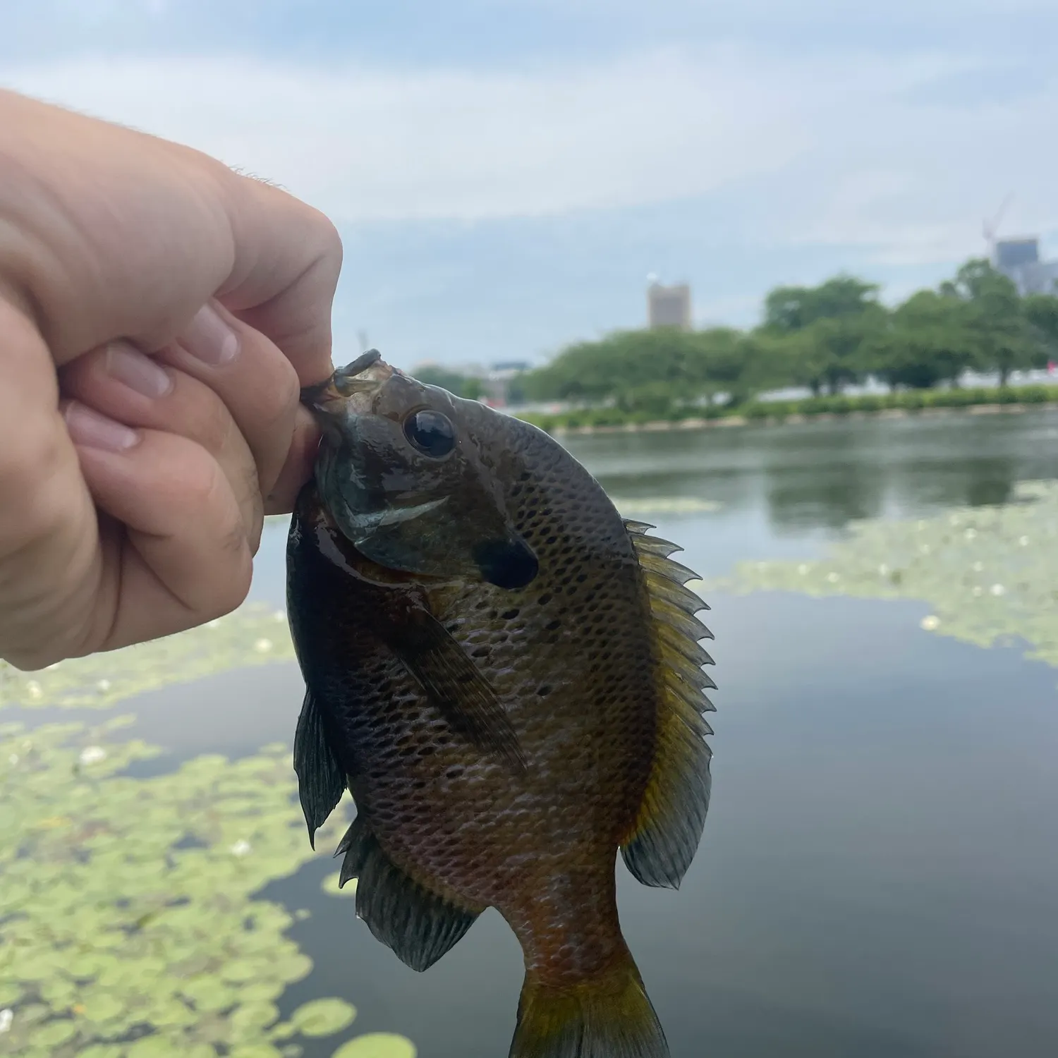 catch