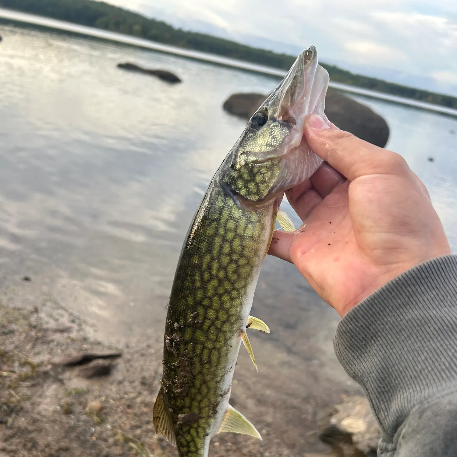 Chain pickerel caught on Fishbrain