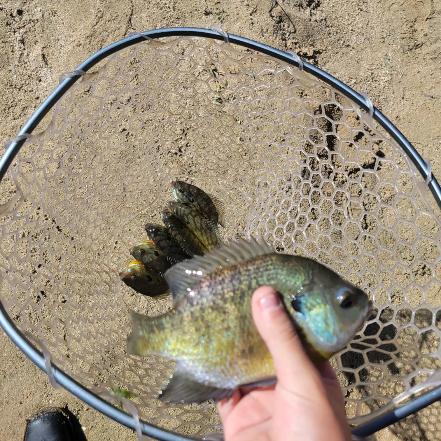 Bluegill caught on Fishbrain
