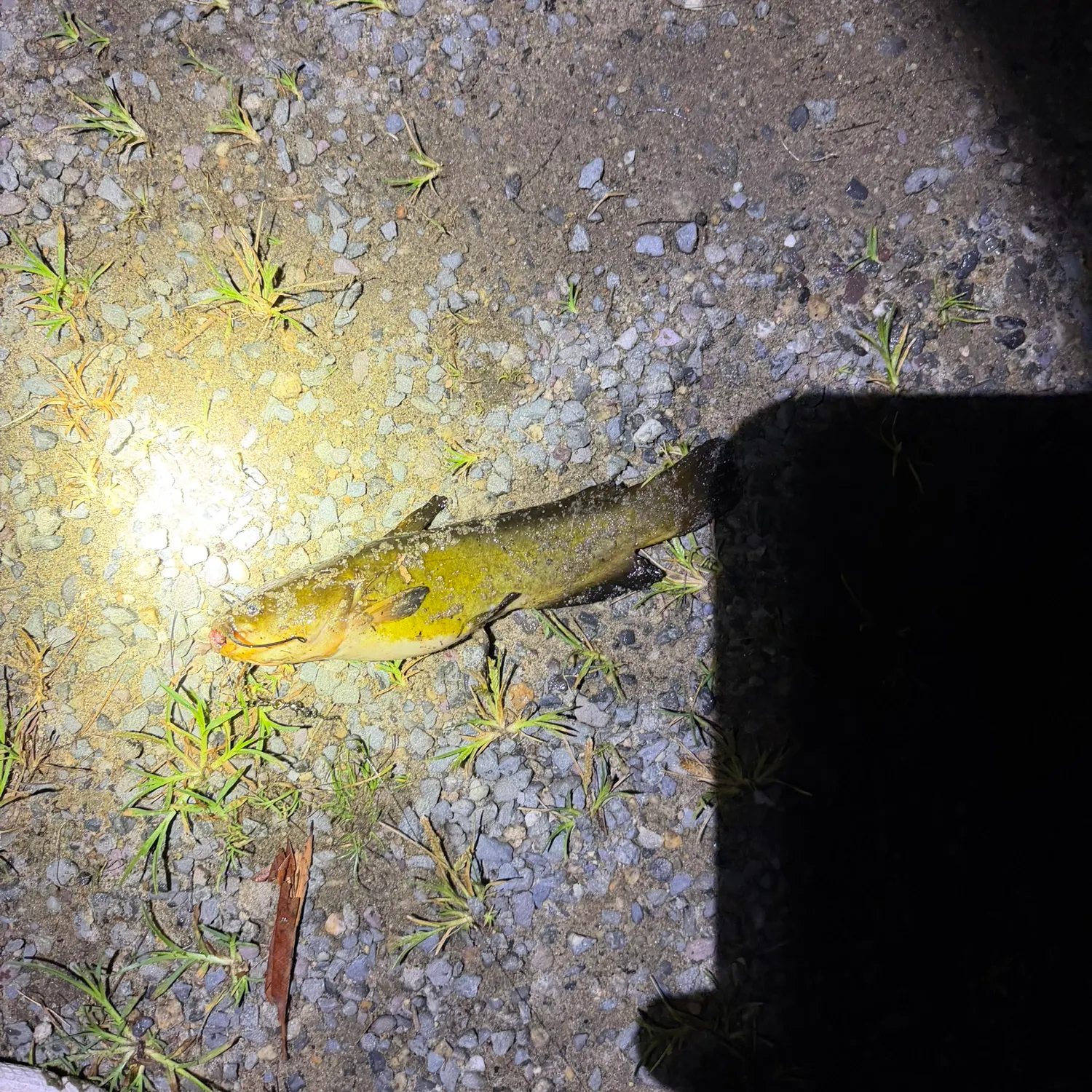 Yellow bullhead caught on Fishbrain