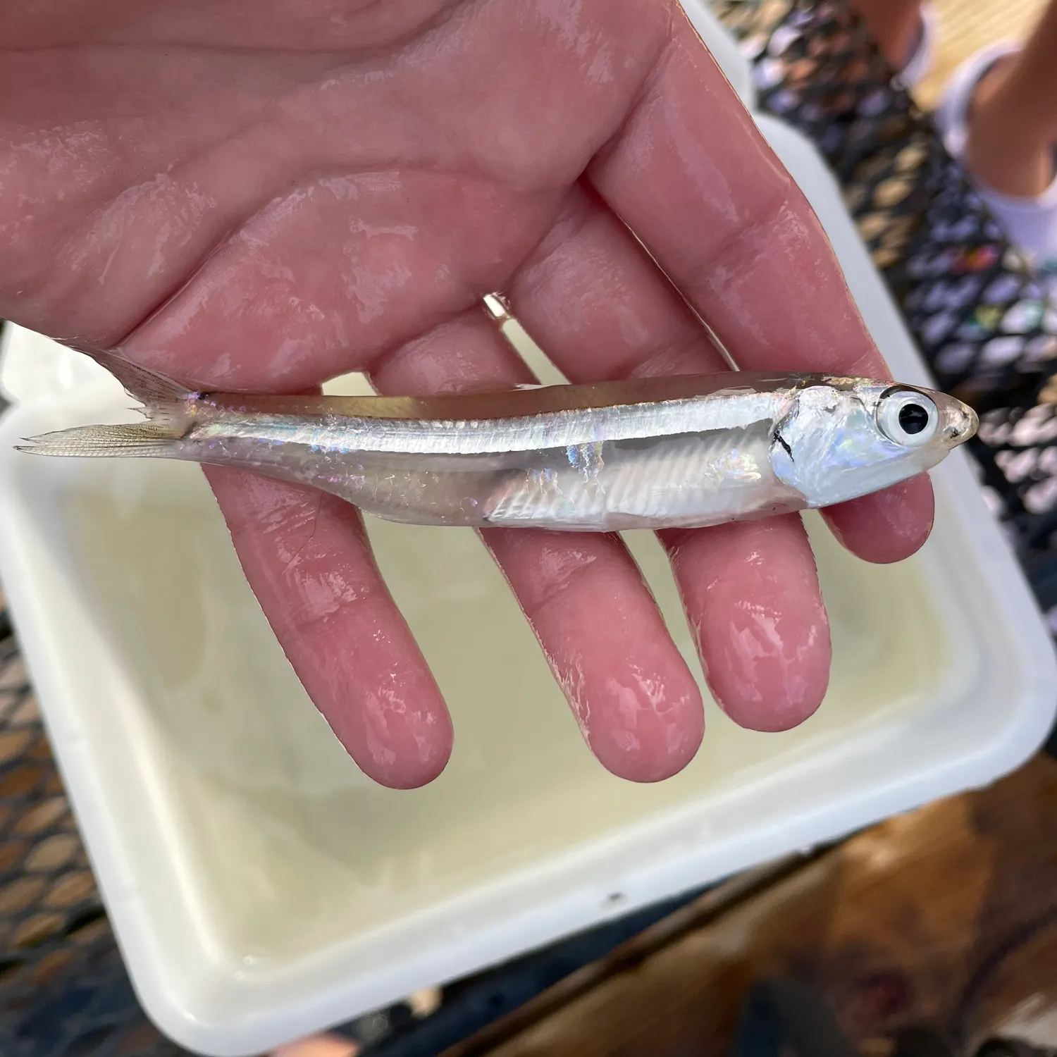 The most recent Bay anchovy catches on Fishbrain