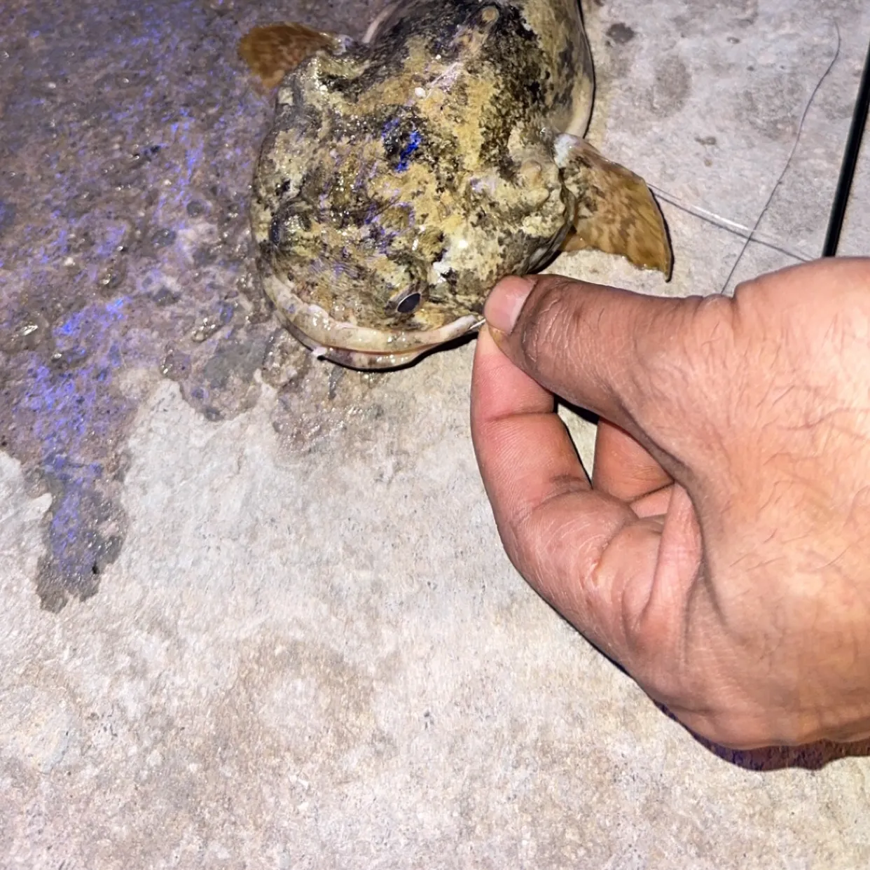 The most recent Goldlined seabream catches on Fishbrain