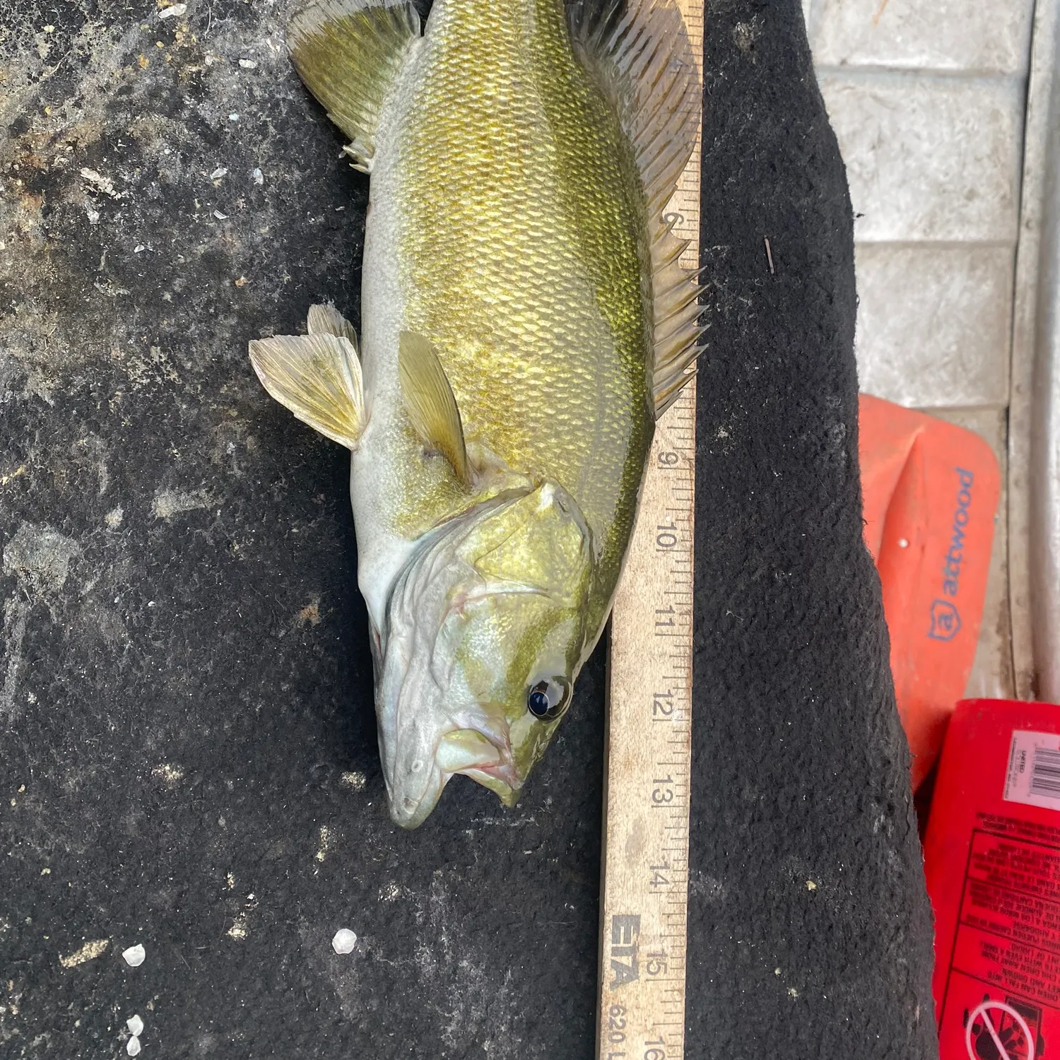 Smallmouth bass caught on Fishbrain