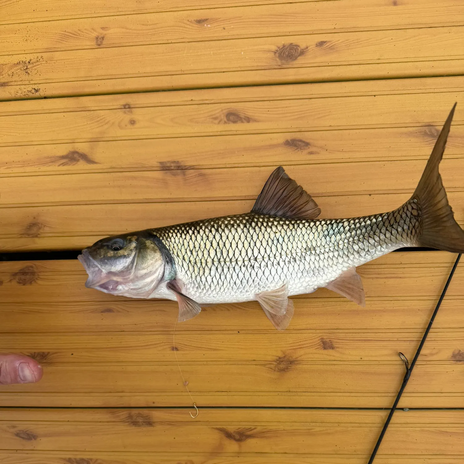 Fallfish caught on Fishbrain