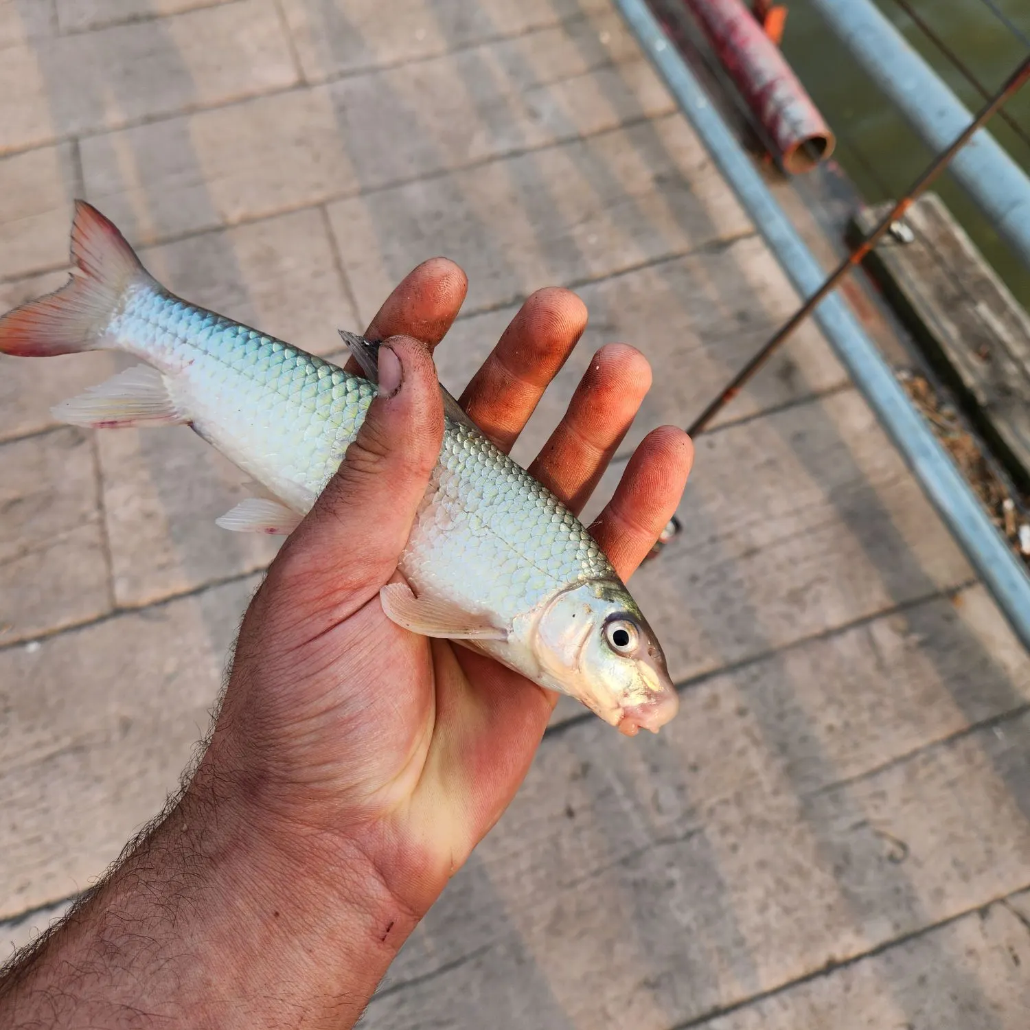 The most recent Smallmouth redhorse catches on Fishbrain