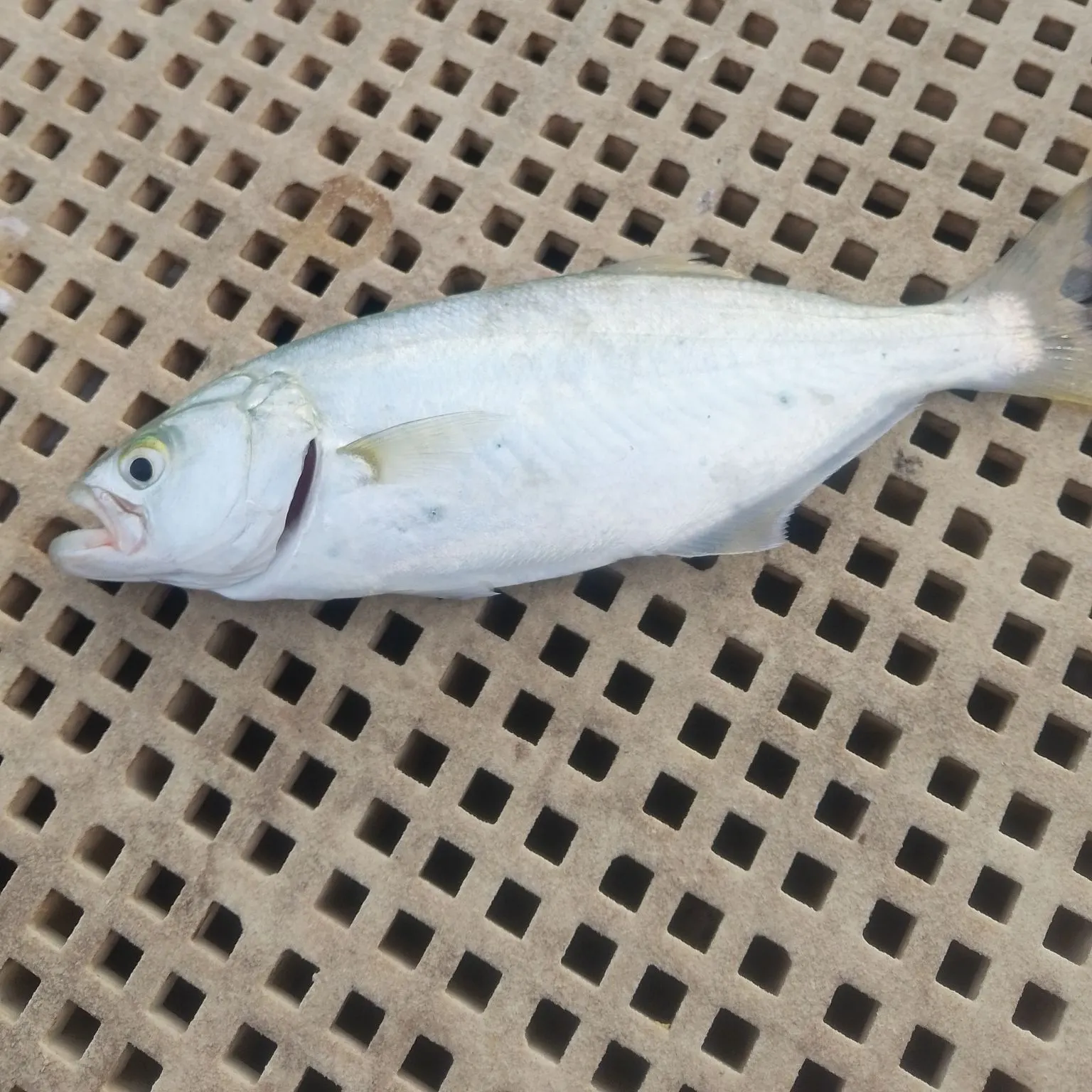 Bluefish caught on Fishbrain