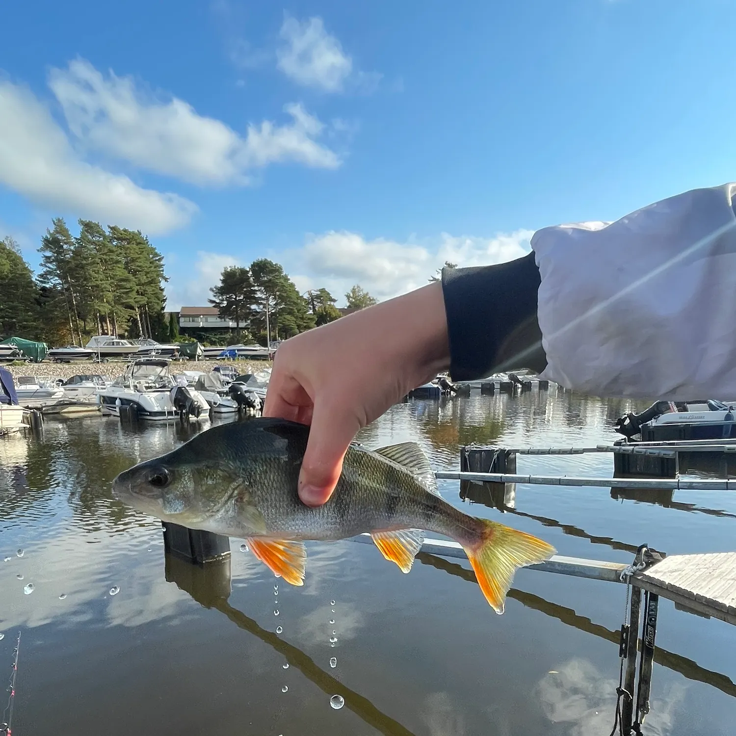 European perch caught on Fishbrain