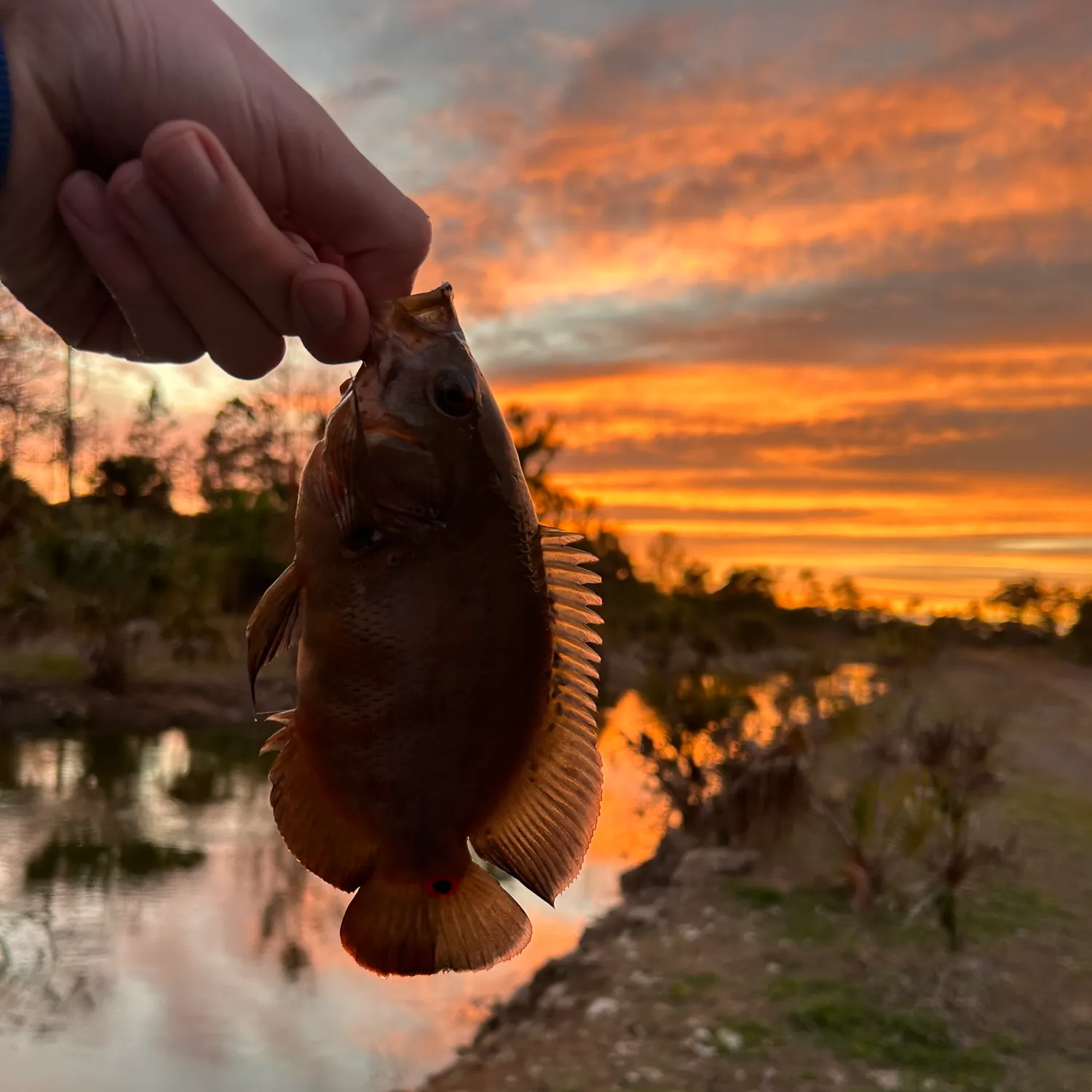 The most recent Oscar catches on Fishbrain