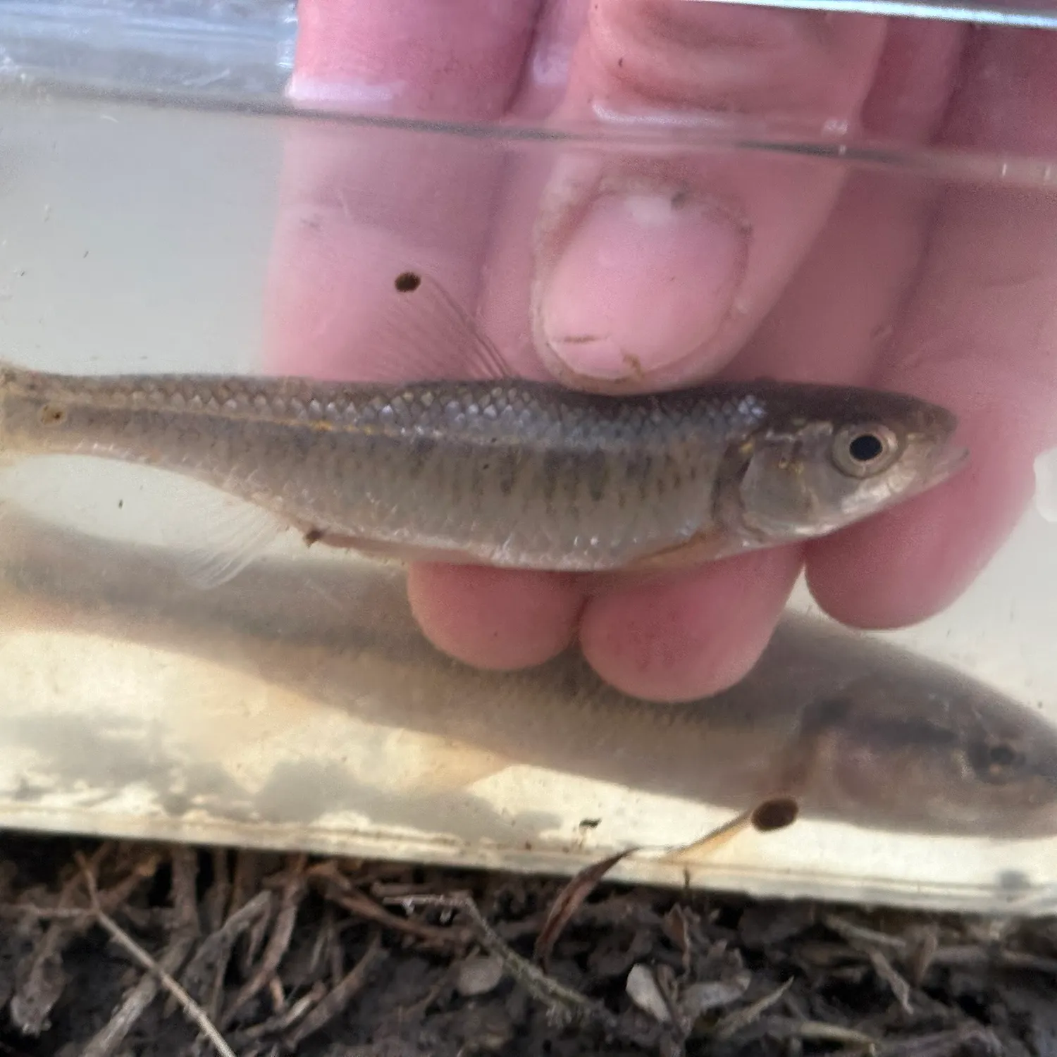 The most recent Striped shiner catches on Fishbrain