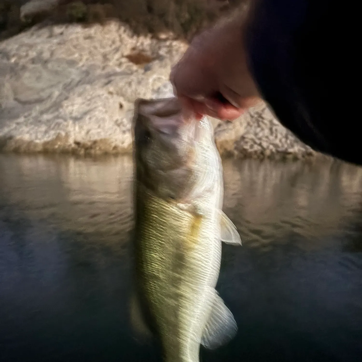 Fish caught on Fishbrain