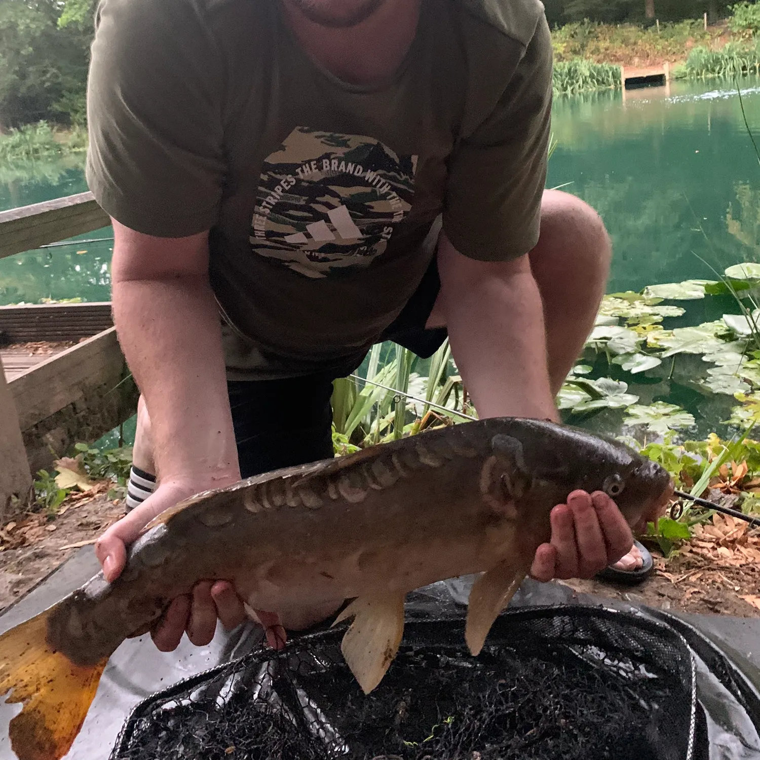 Mirror carp caught on Fishbrain