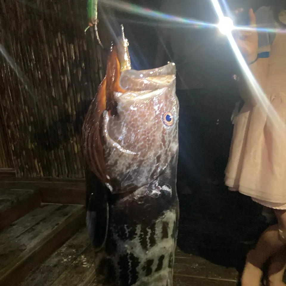 The most recent Black grouper catches on Fishbrain