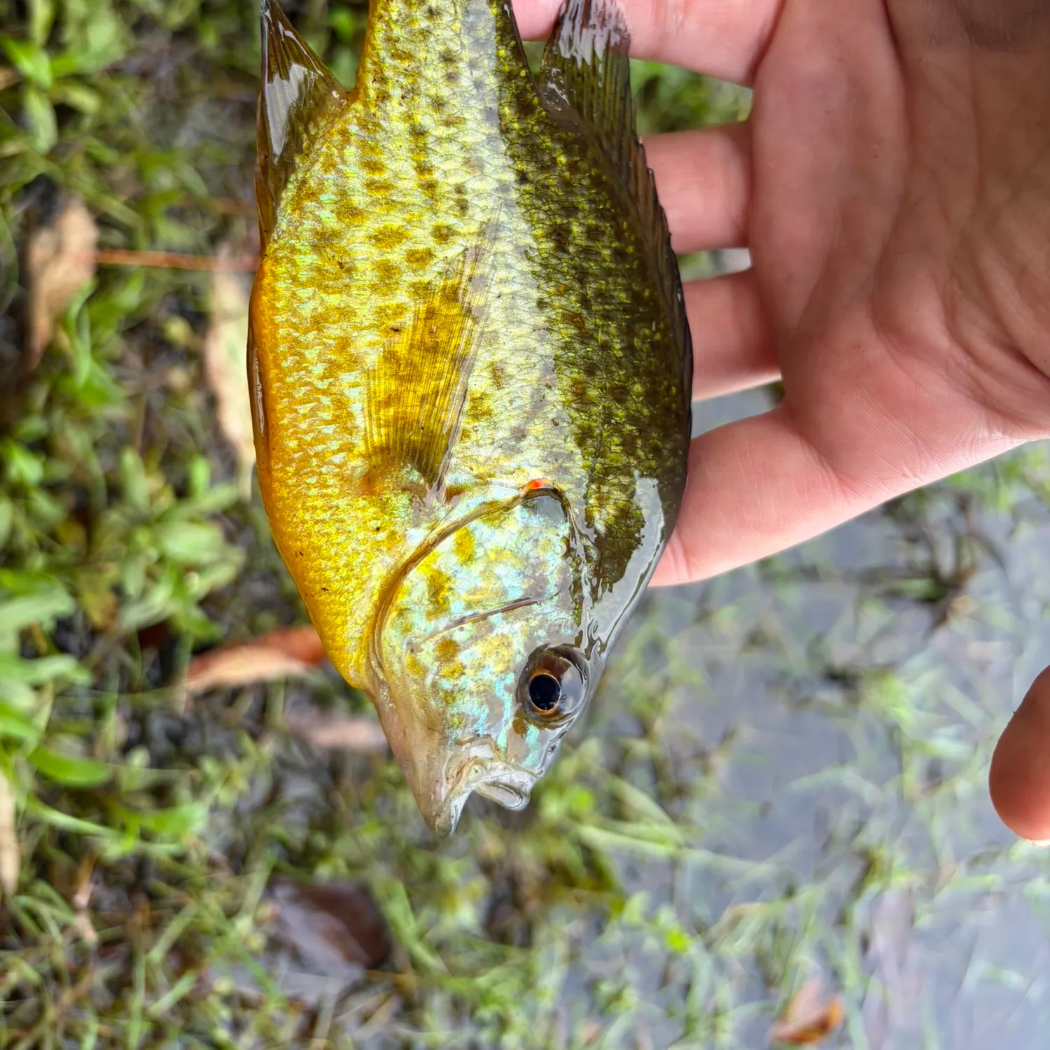 Pumpkinseed caught on Fishbrain