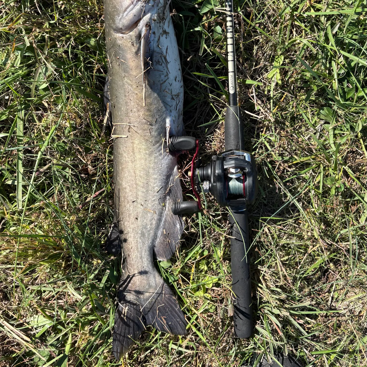 Channel catfish caught on Fishbrain