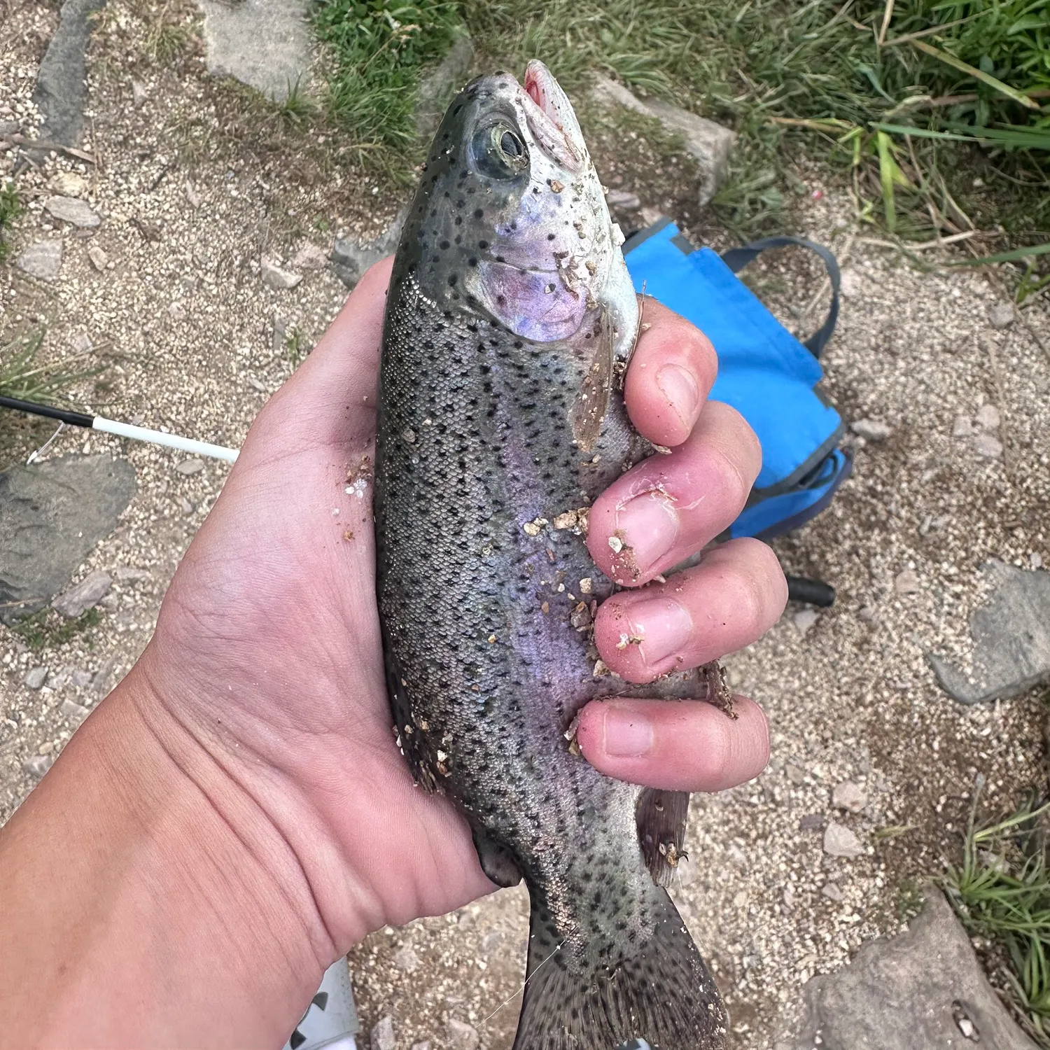 angler catch