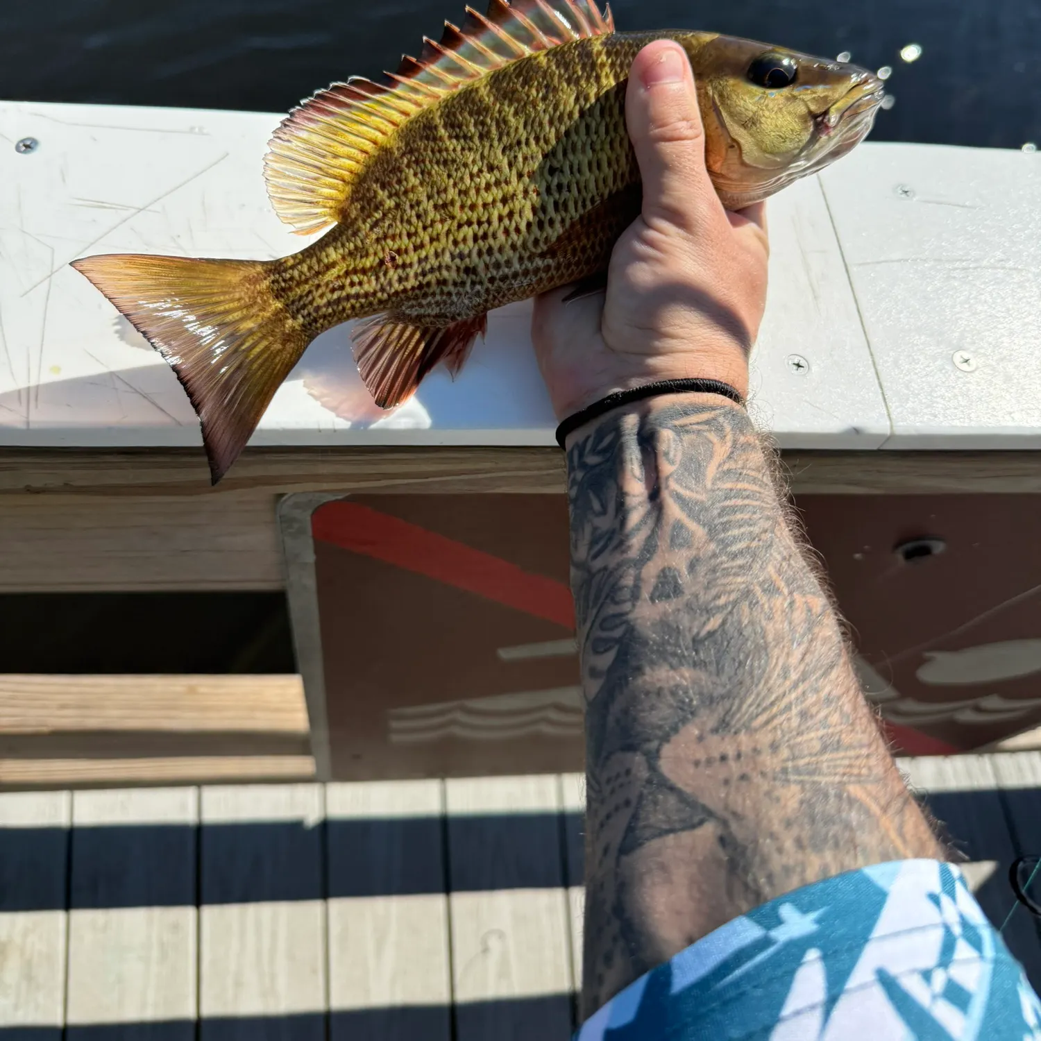 The most recent Shadow bass catches on Fishbrain