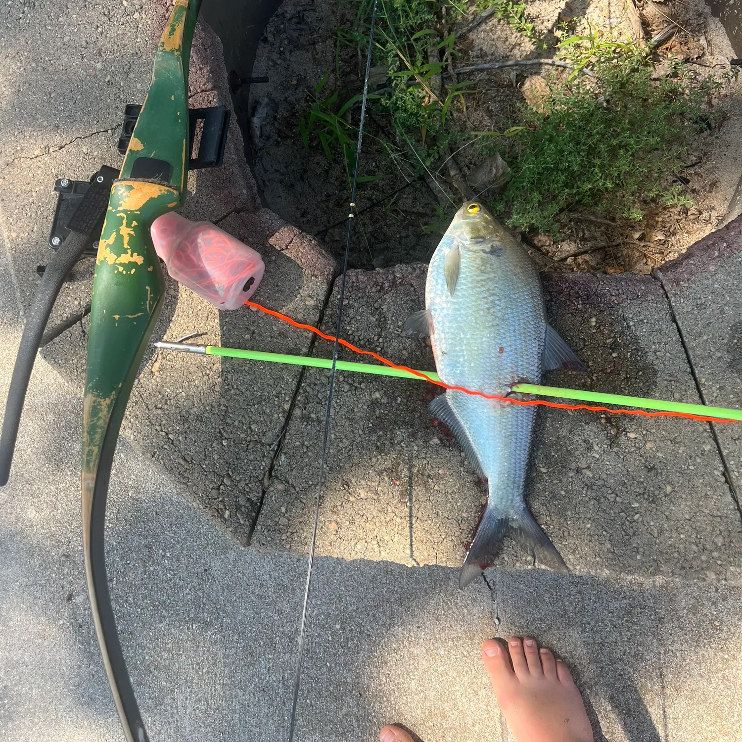 American gizzard shad caught on Fishbrain