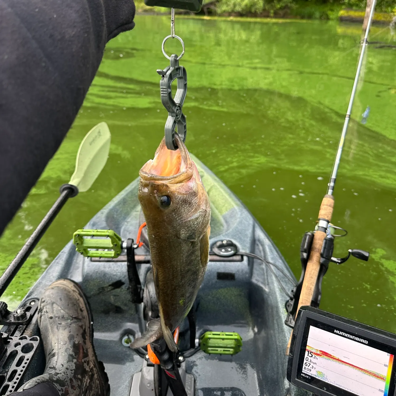 Largemouth bass caught on Fishbrain