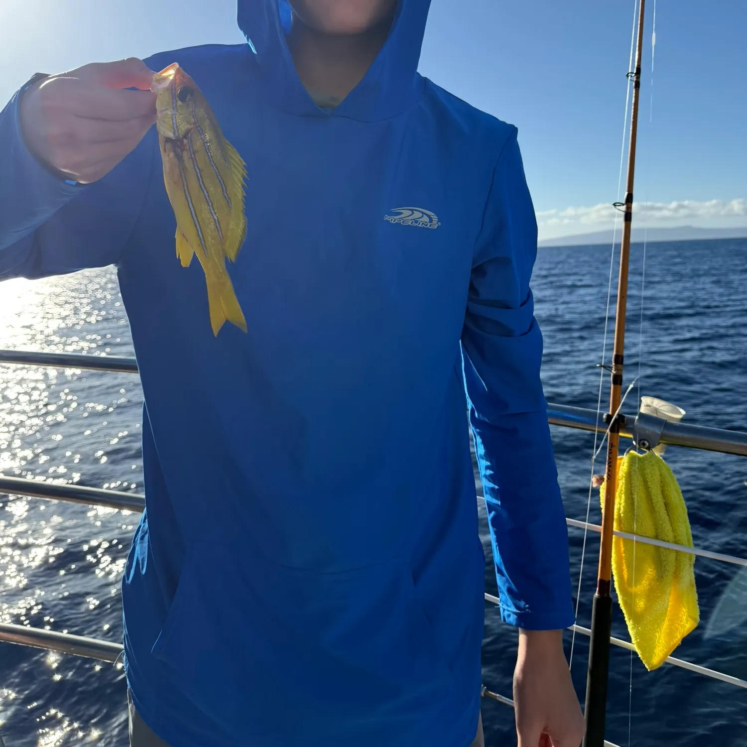 The most recent Common bluestripe snapper catches on Fishbrain