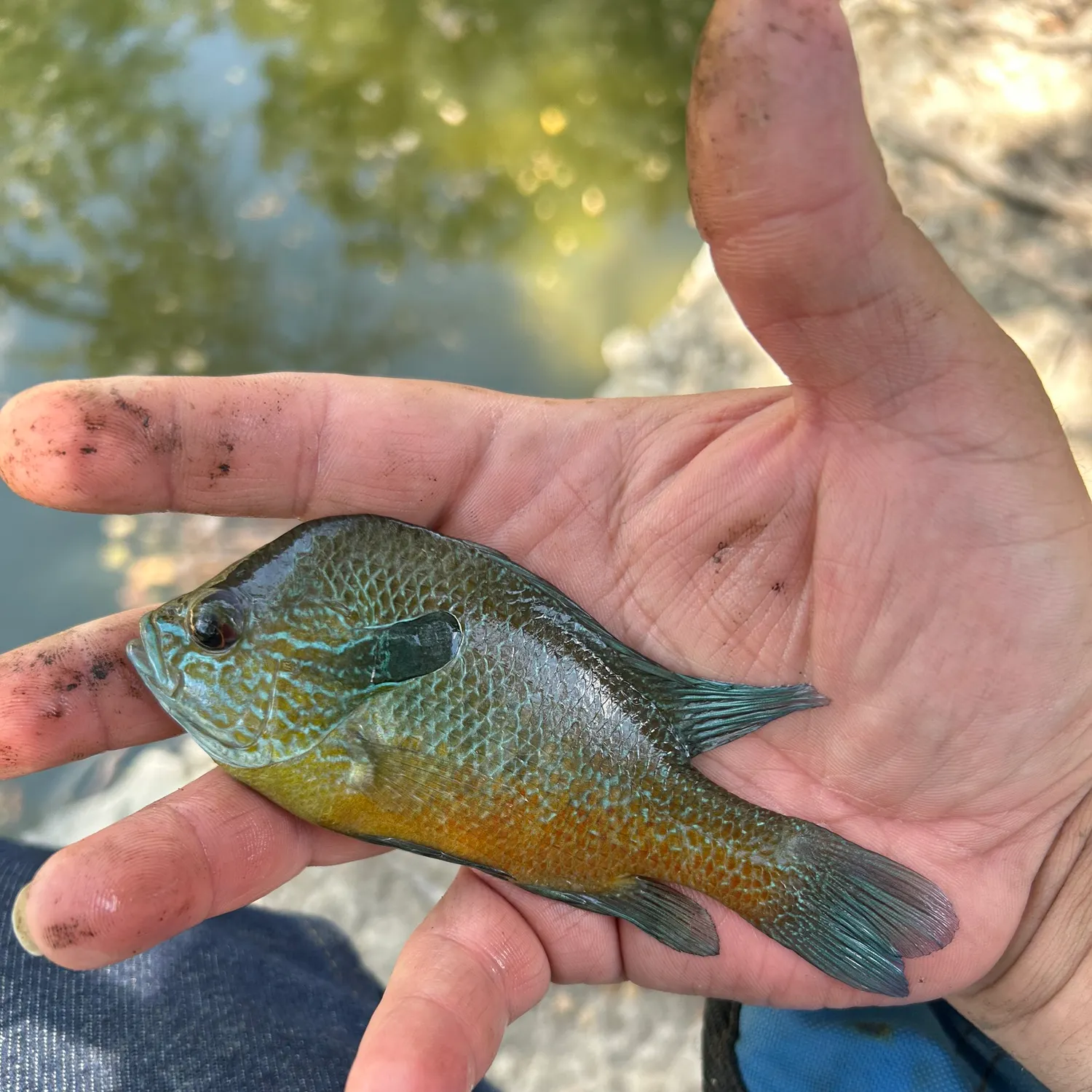 Longear sunfish caught on Fishbrain