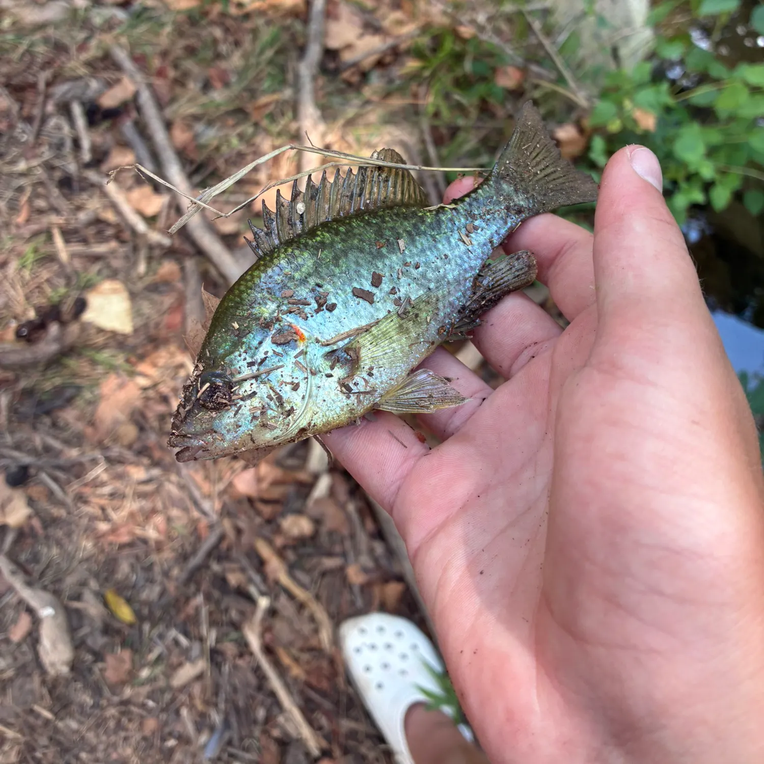Redear sunfish caught on Fishbrain