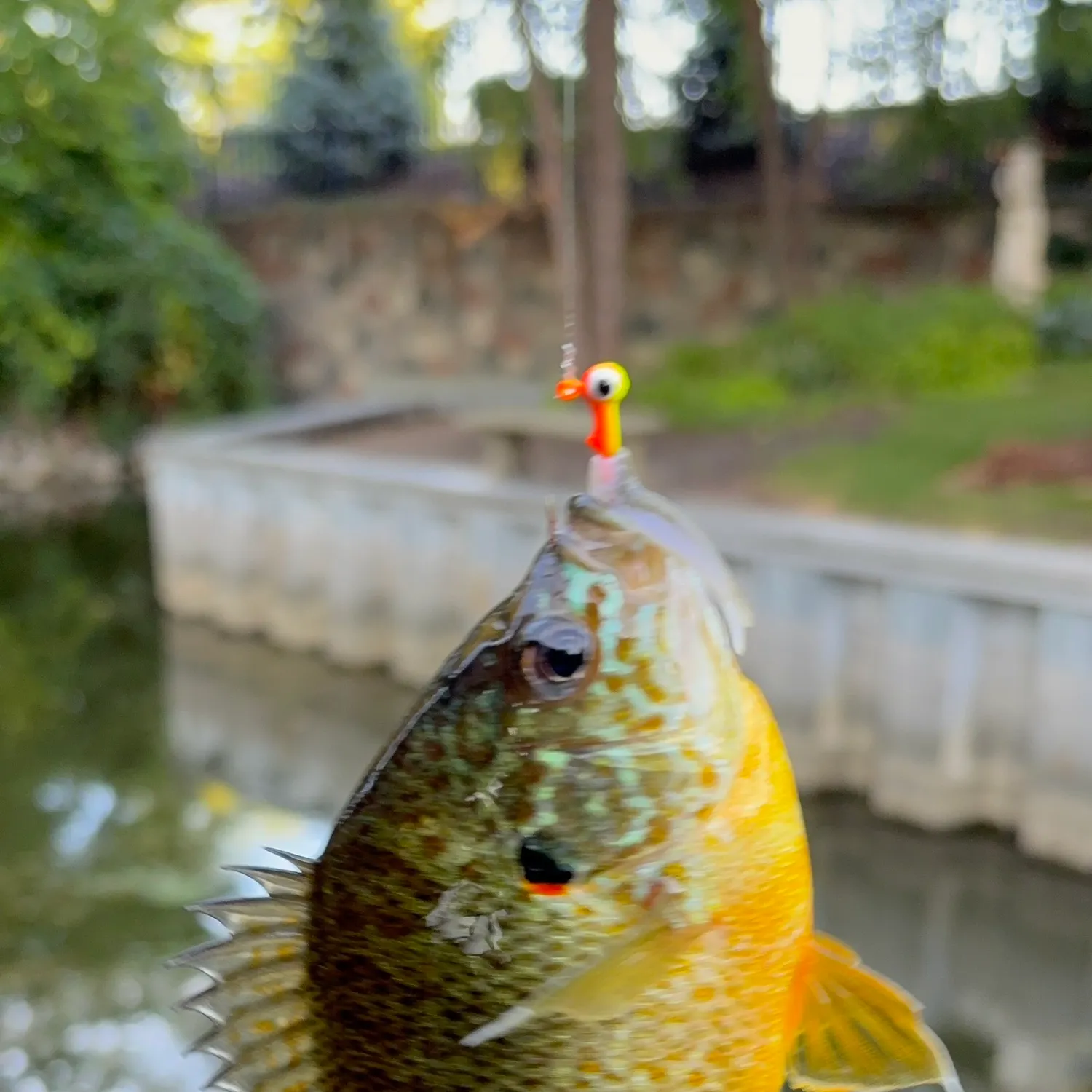 Greengill hybrid caught on Fishbrain
