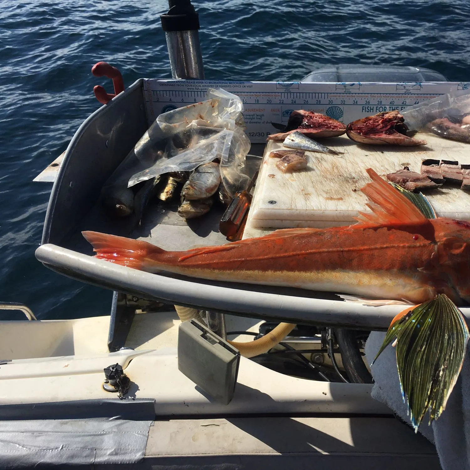 recently logged catches