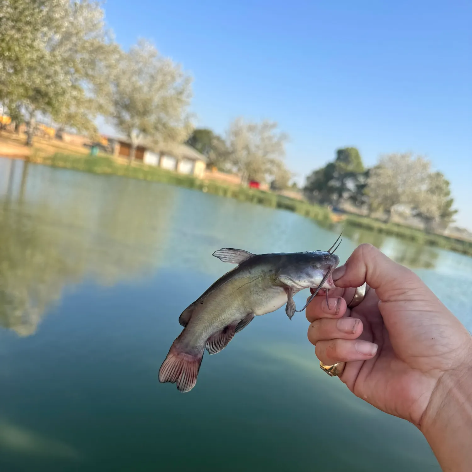 Black bullhead caught on Fishbrain