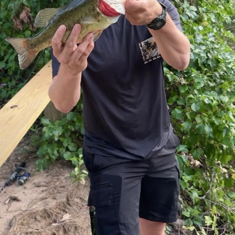 Largemouth bass caught on Fishbrain