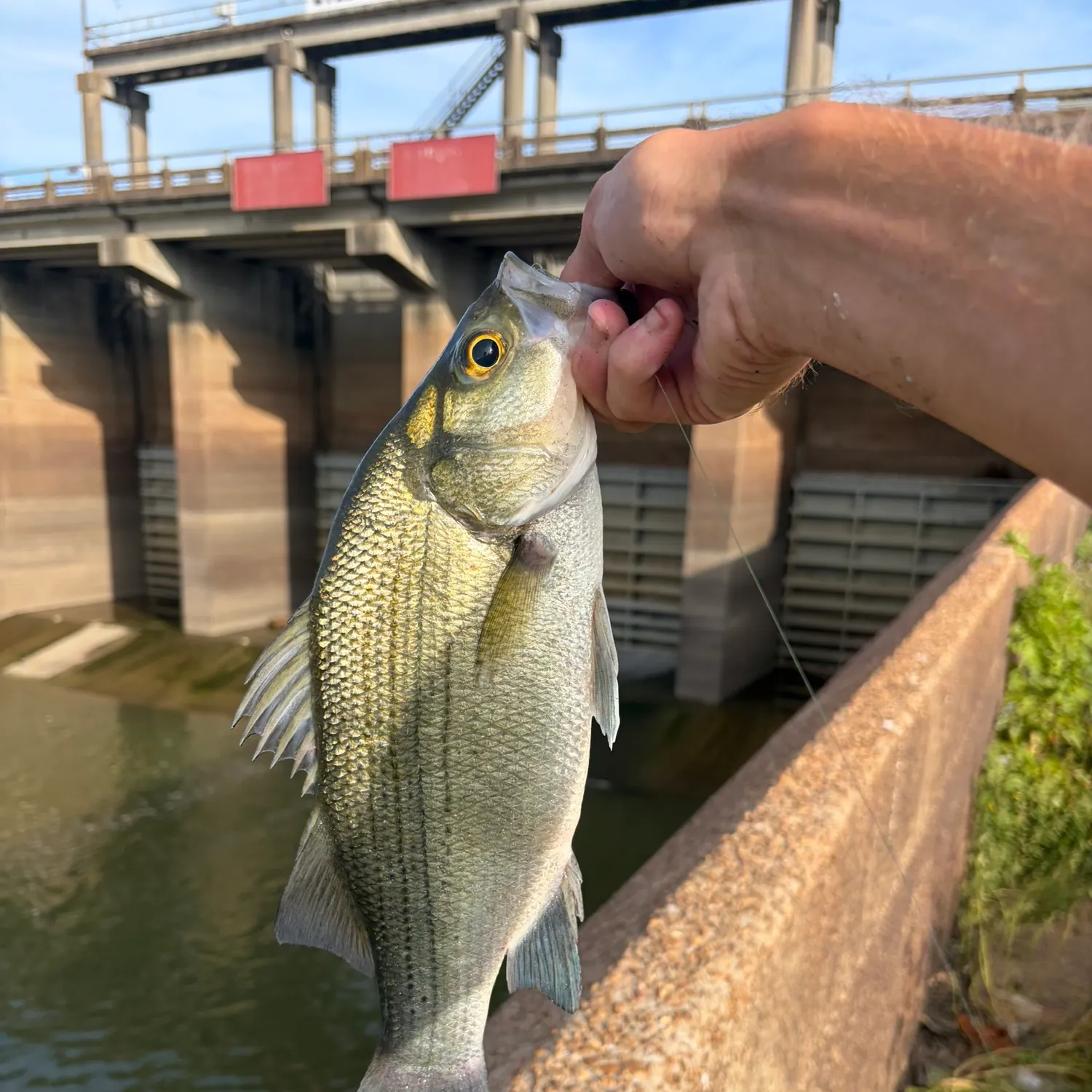 White bass caught on Fishbrain