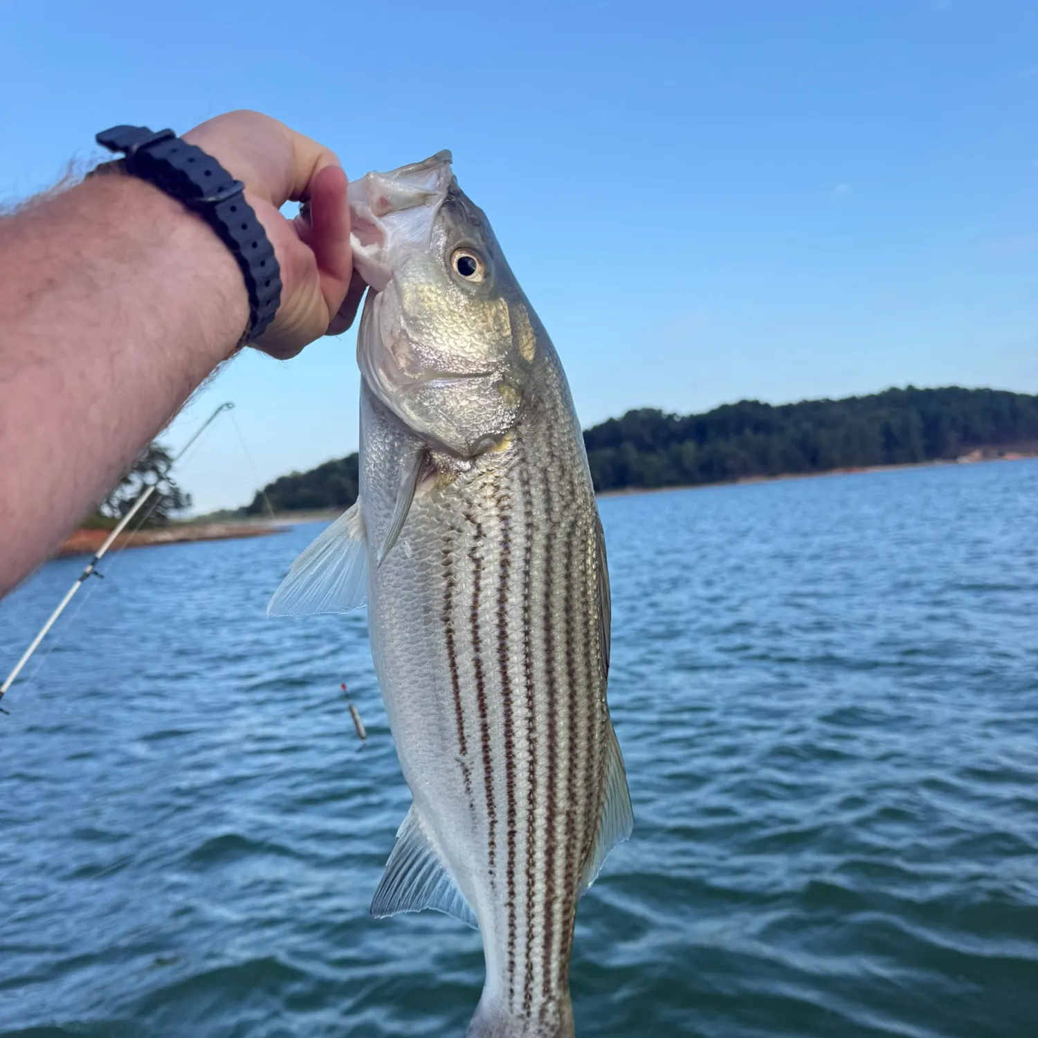 Striped bass caught on Fishbrain