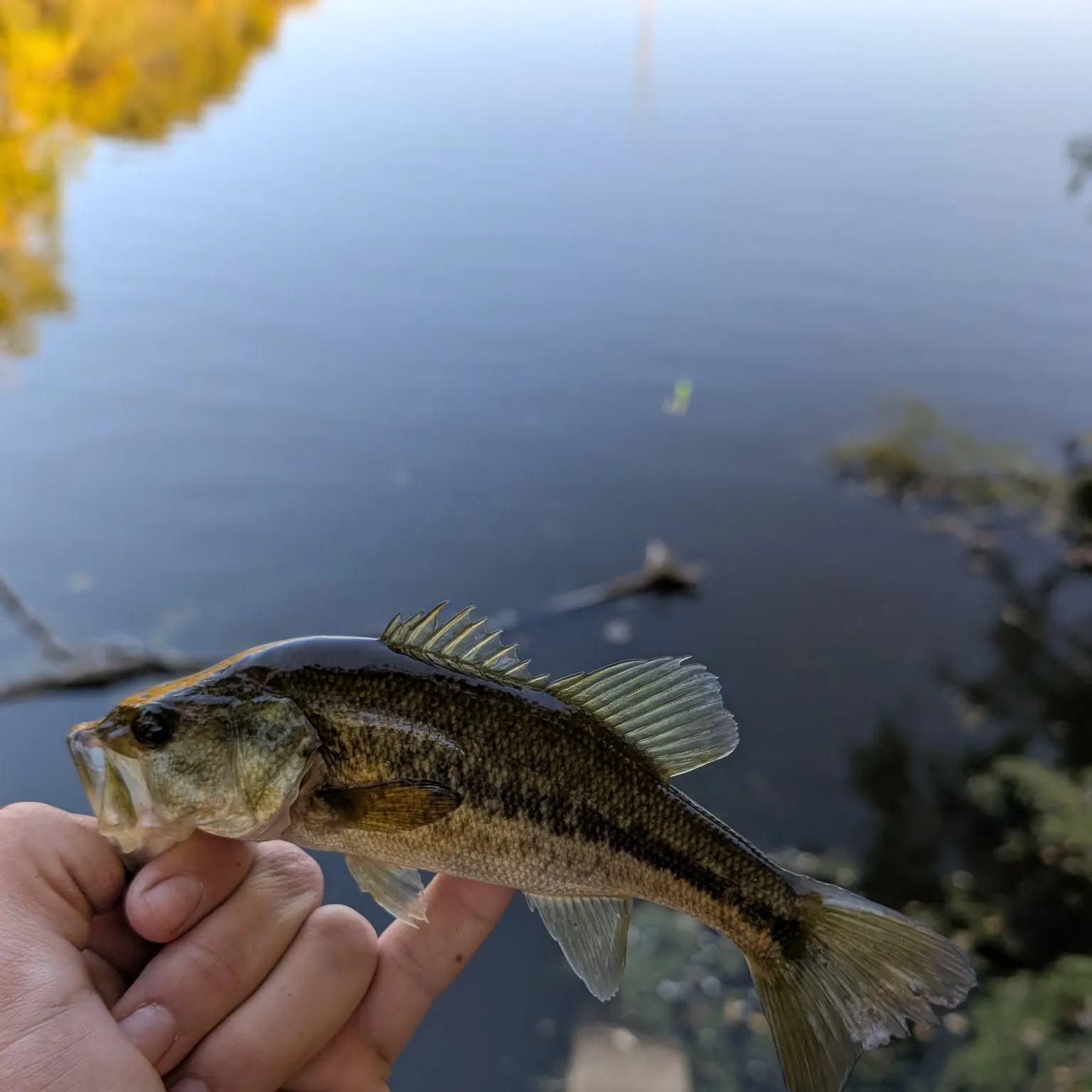 The most recent Walleye catches on Fishbrain