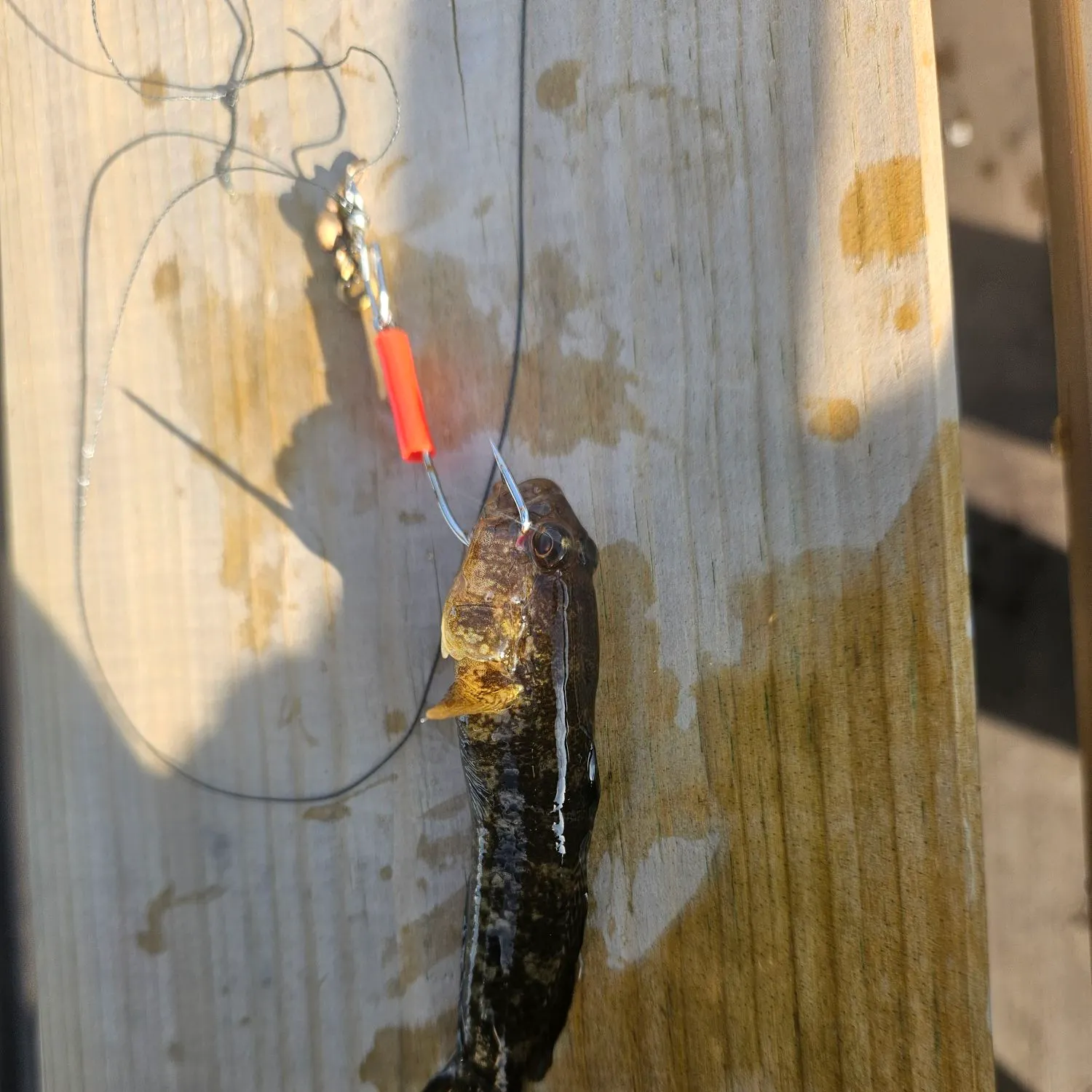 Fish caught on Fishbrain