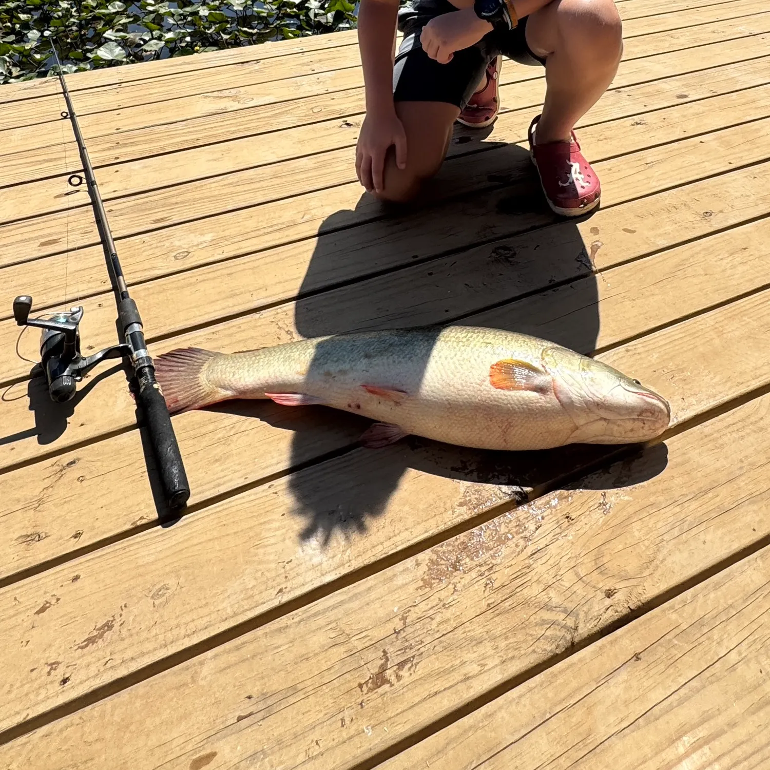 Ruddy bowfin caught on Fishbrain
