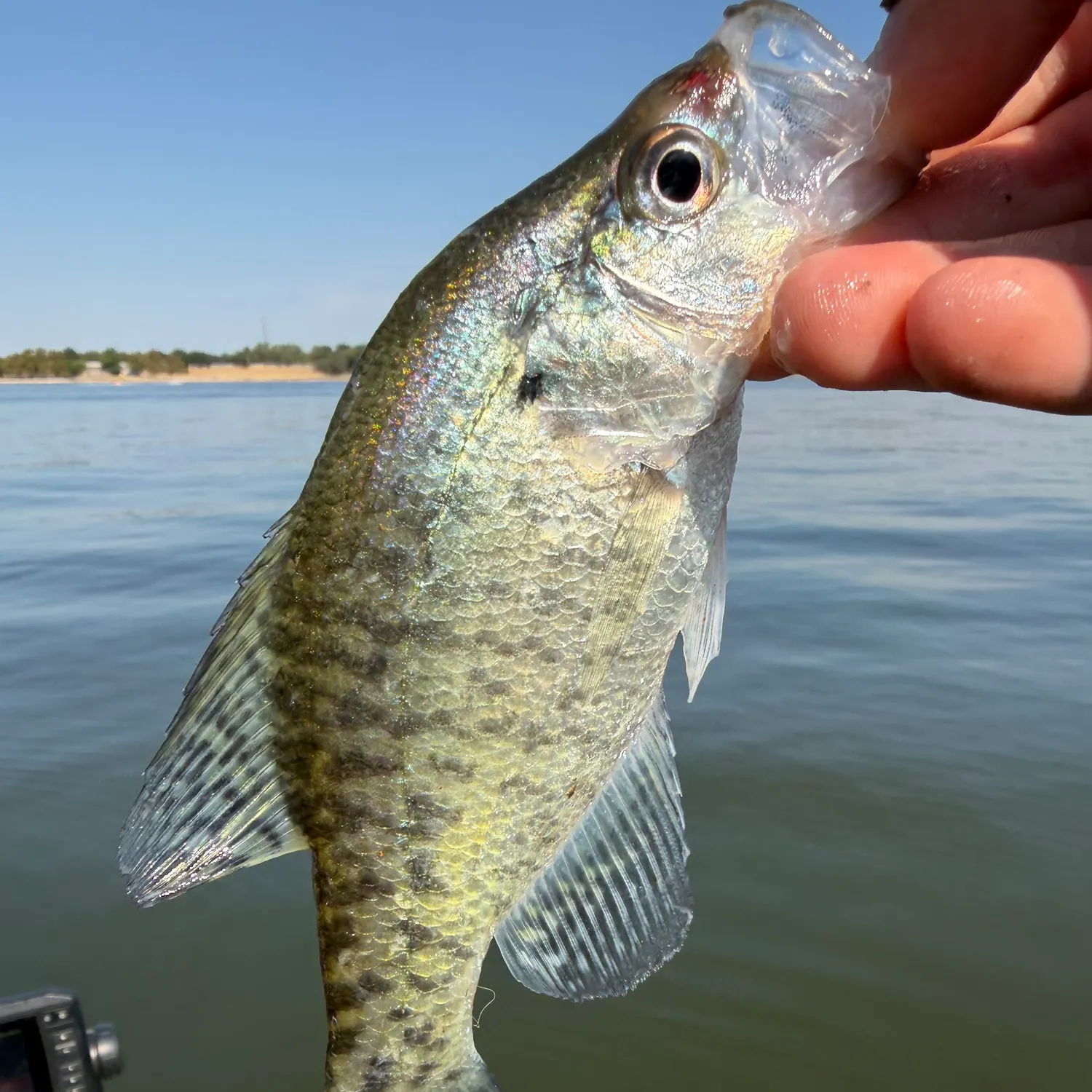 White crappie caught on Fishbrain