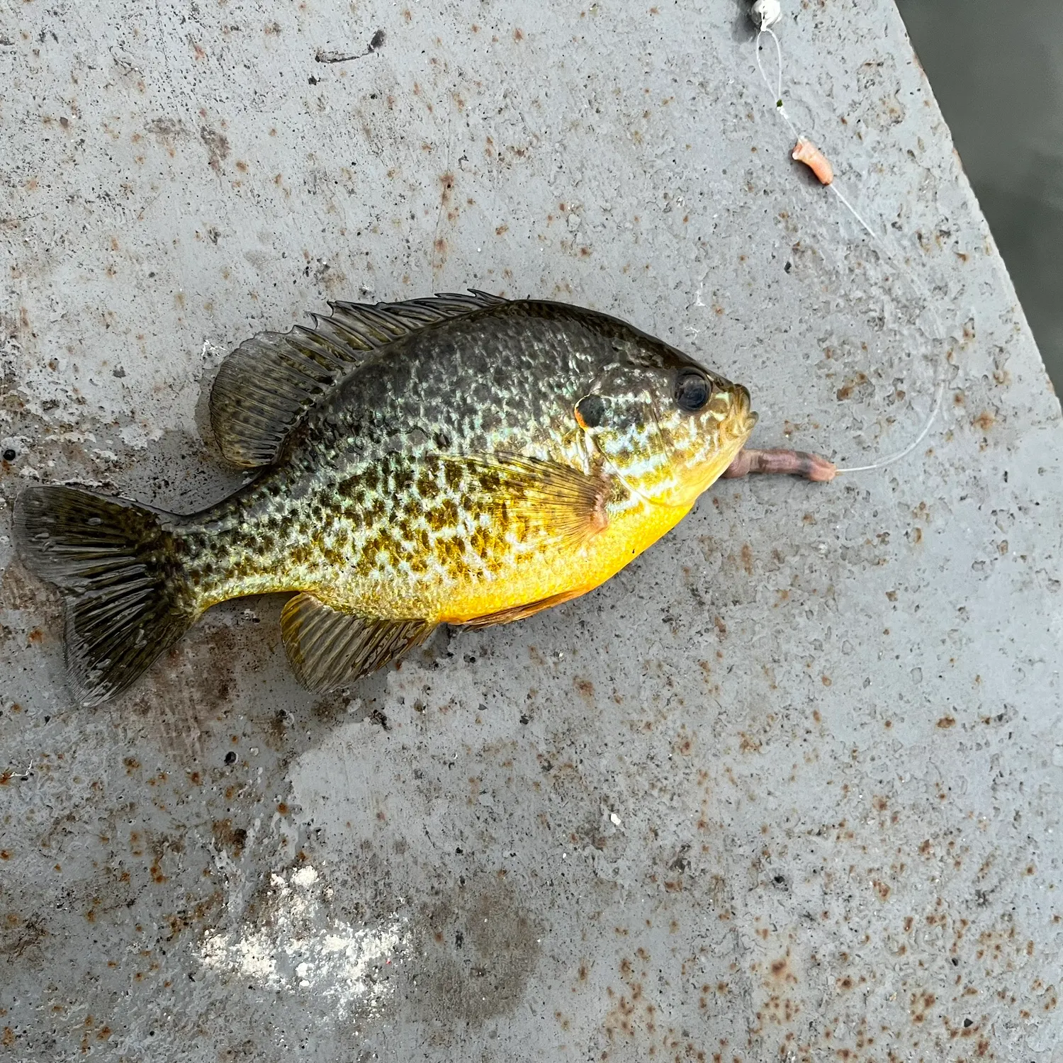 Pumpkinseed caught on Fishbrain