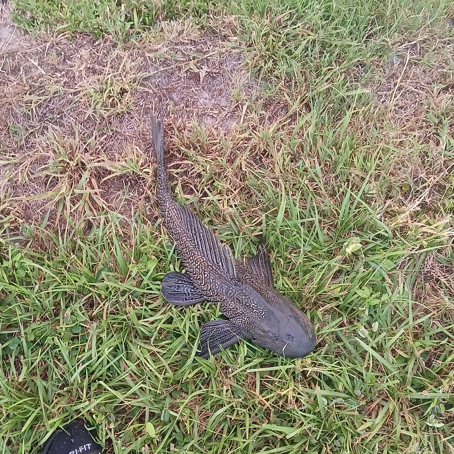 The most recent Suckermouth catfish catches on Fishbrain