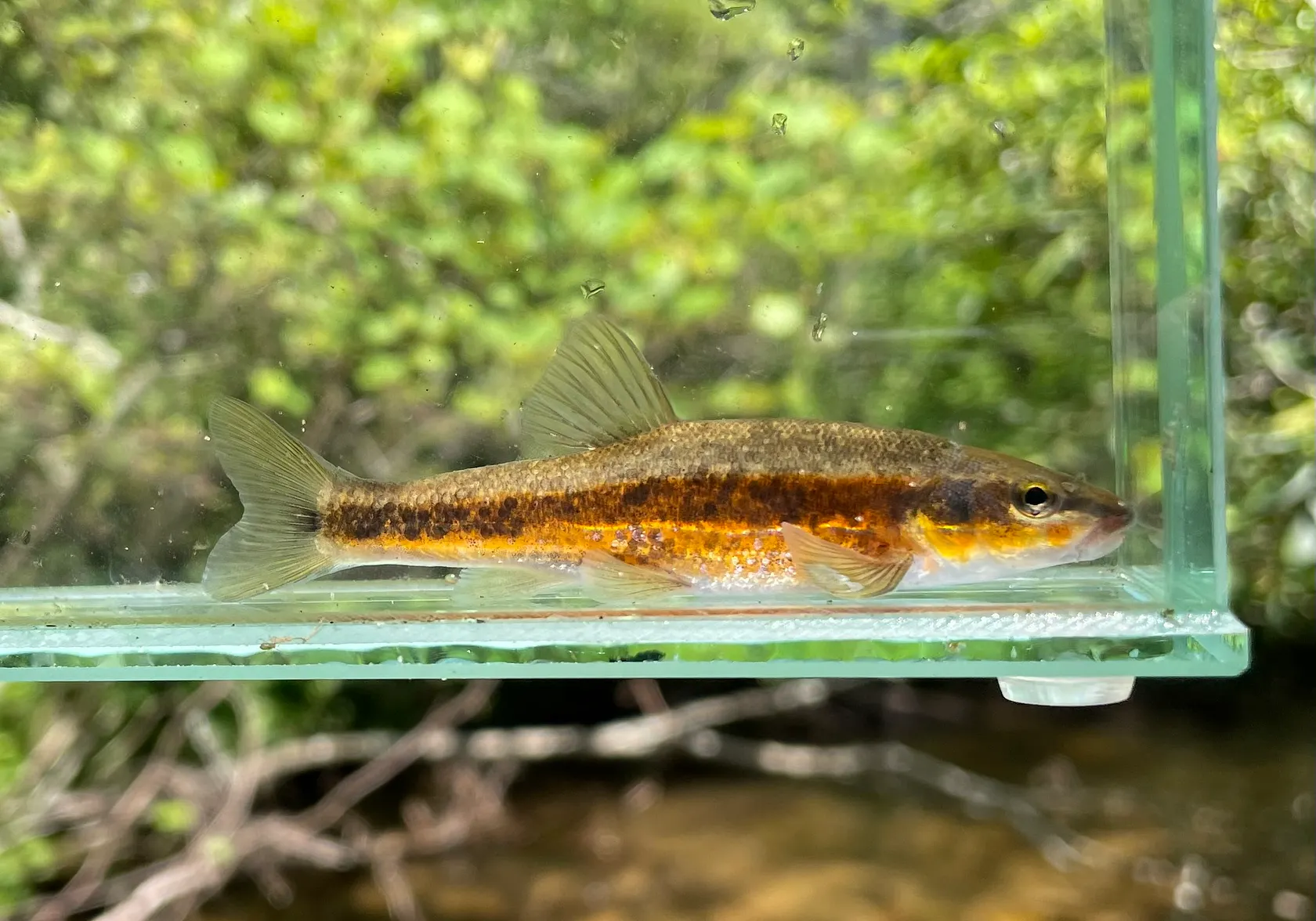 Western blacknose dace