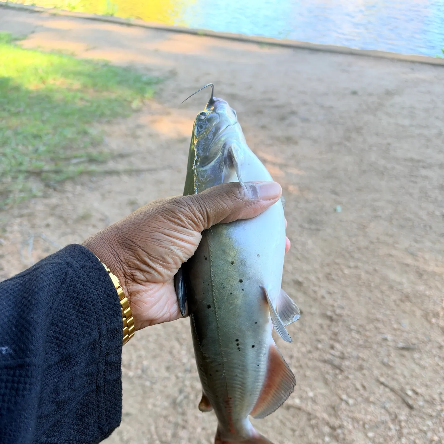 Channel catfish caught on Fishbrain