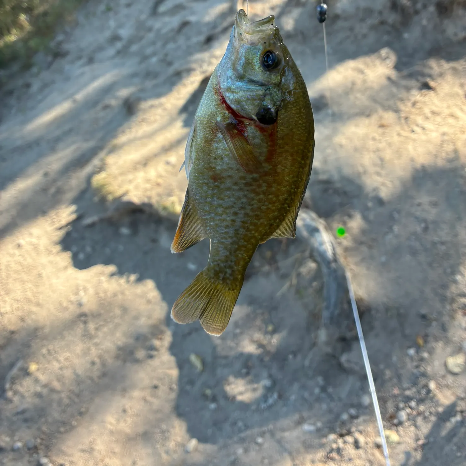 Bluegill caught on Fishbrain