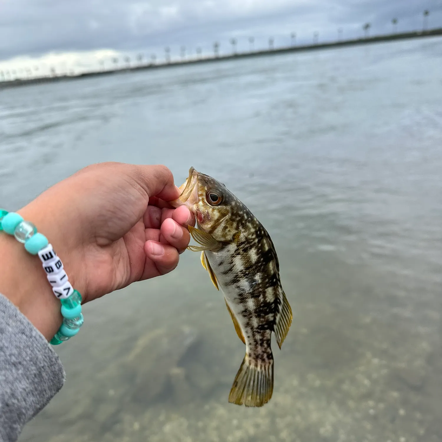 The most recent Kelp bass catches on Fishbrain