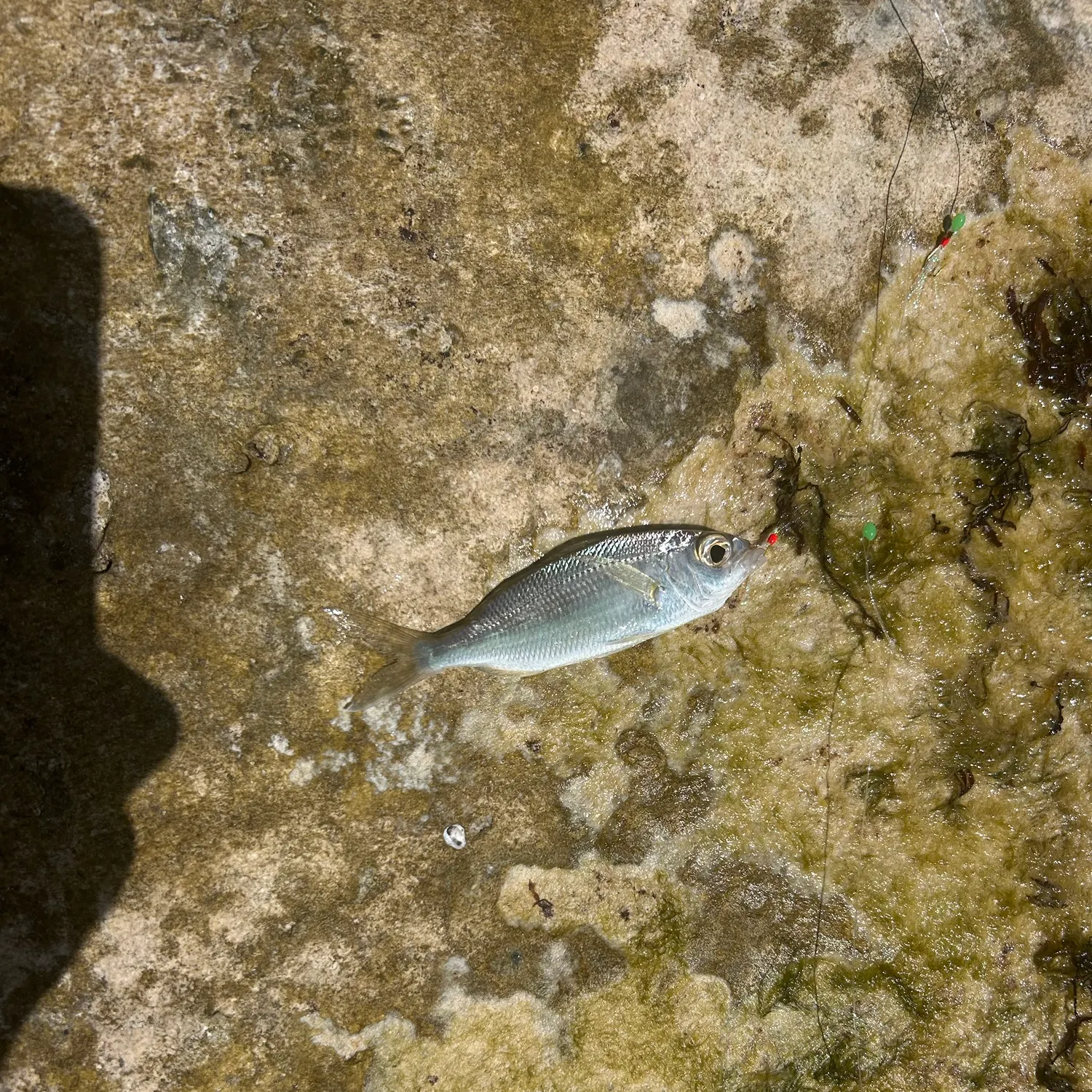 The most recent Atlantic spotfin mojarra catches on Fishbrain