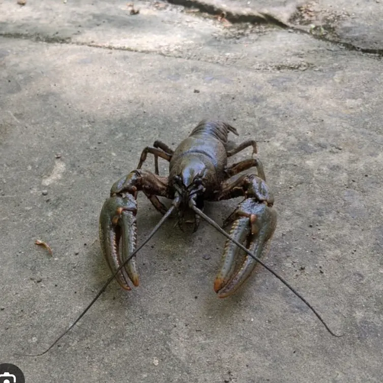 The most recent Signal crayfish catches on Fishbrain