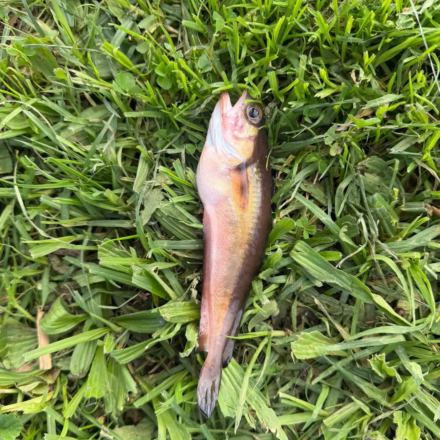 The most recent Poor cod catches on Fishbrain