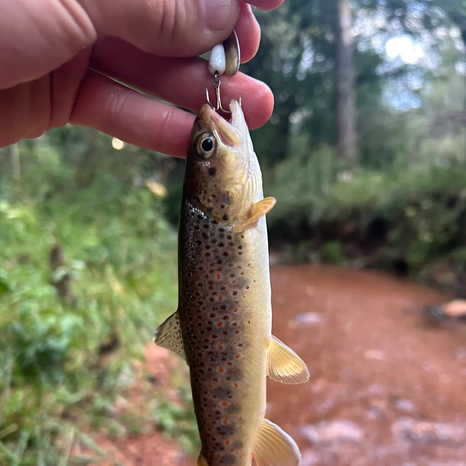 Brown trout caught on Fishbrain